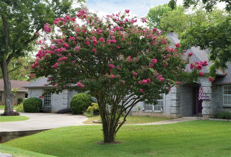 Pruned Crepe Myrtle Trees