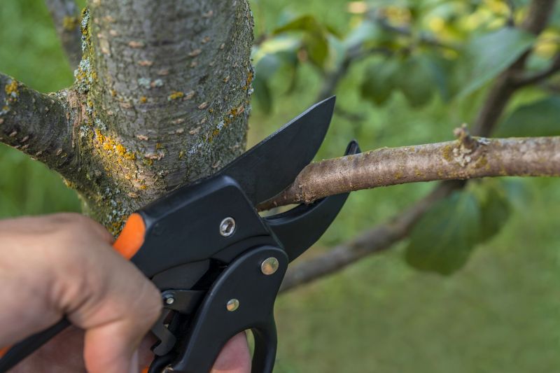 Pear Tree Pruning in Doylestown, PA