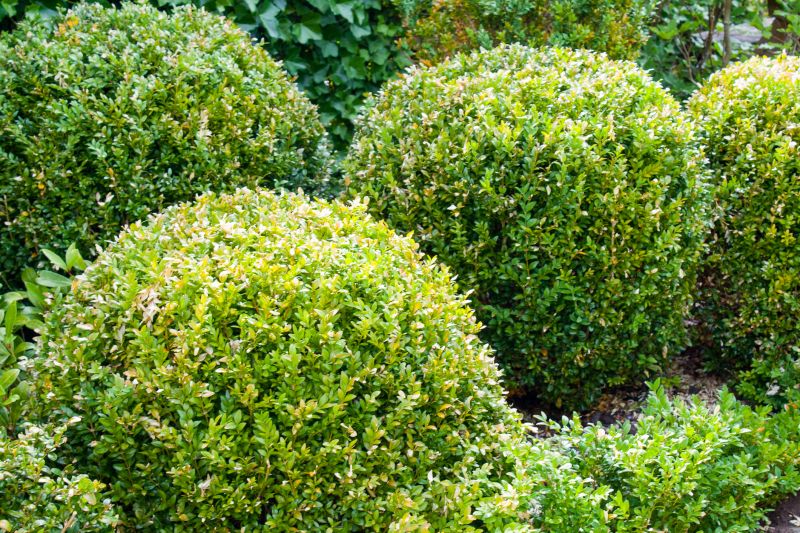 Residential Shrubs with Clean Lines