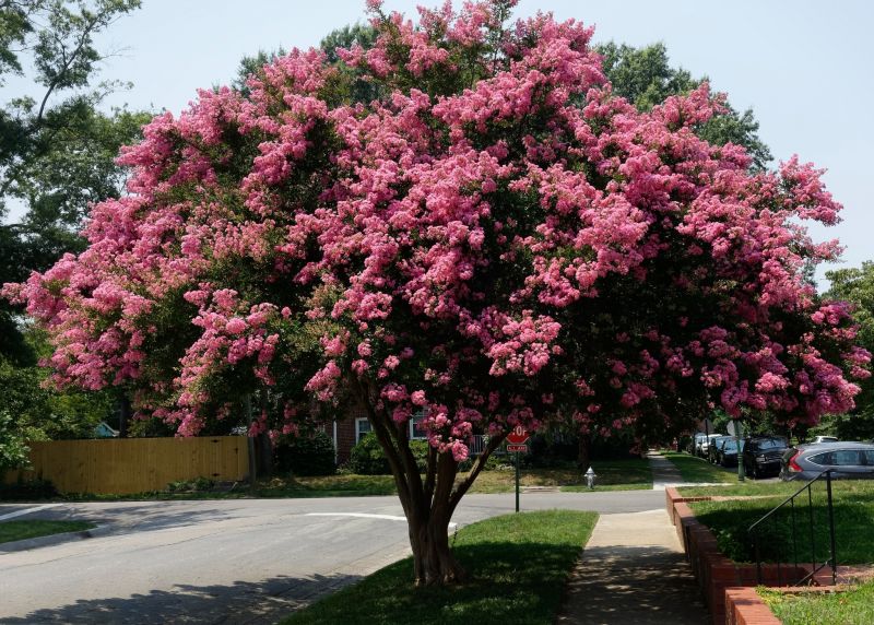 Healthy Crepe Myrtle