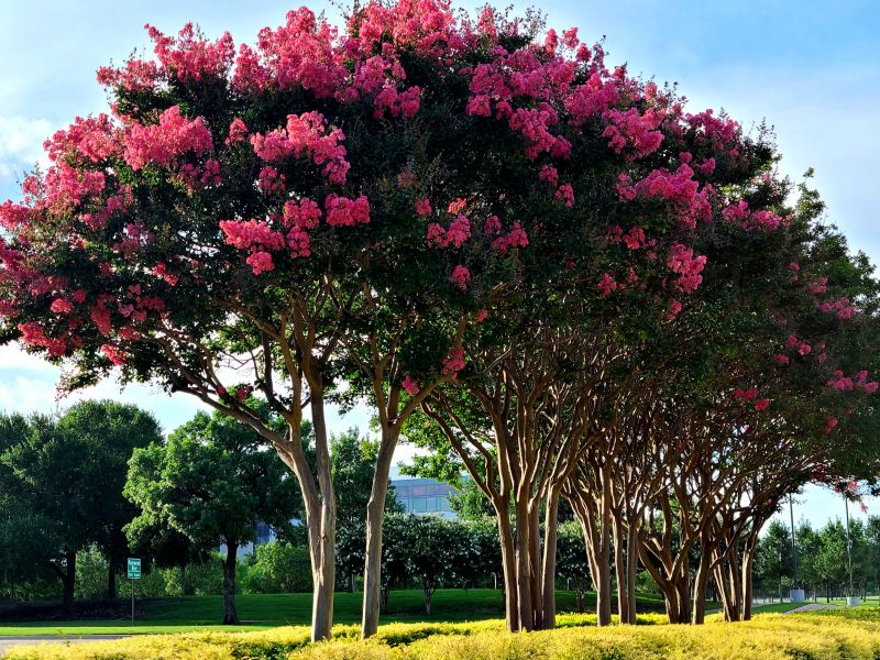 Crepe Myrtle Shaping Service