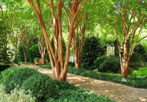Crepe Myrtle Branch Trimming